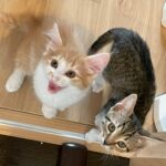 振り返りちゃもんぬの子猫時代