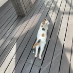 南国のビーチにいるやつ