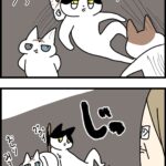 猫同士のが良いってか