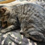 ルンバと猫の日々