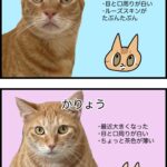 茶トラの見分け方