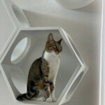 ずっと勘違いをしていたっぽい件