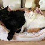 大人気ふわもこ