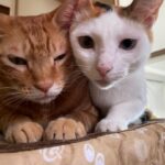 おもちゃは使い捨てってわけ