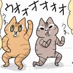 欲しい物があっても動かない茶トラ