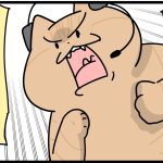 猫達の秘密の大会